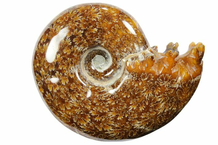 Polished, Agatized Ammonite (Cleoniceras) - Madagascar #110502